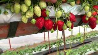 Ягоди сорт Флоренция във фаза на плододаване - Florence strawberries at the fruiting stage