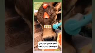 ‌انقدری که به گاو میرسن به من نمیرسن 😂‌#گاو #حیوانات #ارایشگر #زیبا #جذاب