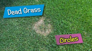 Dead Grass Circles