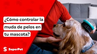 ¿Cómo controlar la muda de pelos en tu mascota?