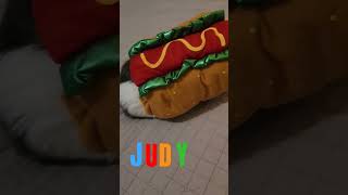 guinea pig hotdogs anyone? #funny #pets #shortsvideo