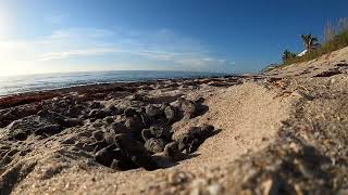 Loggerhead turtle emergence time-lapse