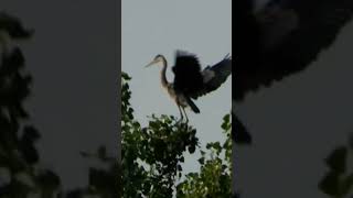 heron landing #birds #greatblueheron #herons #naturelovers #naturephotography #nature #wildlife 8-1