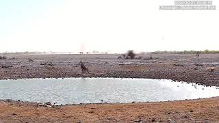 Four Giraffe Caught in Dust Storm!  Afrisquatch CLIP OF THE DAY - 10-21-24