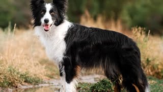 Border collies are a breed of herding dog, and typically outstanding sheepdogs by Icon laxman