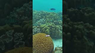 This animal defense is puffing up?! #shorts #pufferfish #ocean