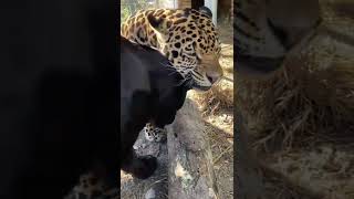 Onça-pintada - Jaguar