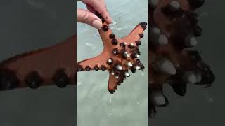 CHOCOLATE CHIP SEA STAR ⭐️🍪 PUERTO PRINCESA, PALAWAN 🇵🇭