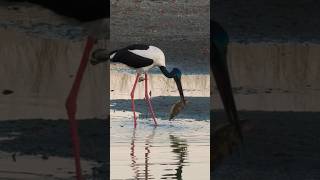 Black-necked stork Caught Fish #youtubeshorts #eatingfish #blackneckedstork