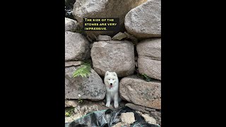 I took my Samoyed puppy for a walk in the forest and we stumbled upon a 5,000 year old megalith!!