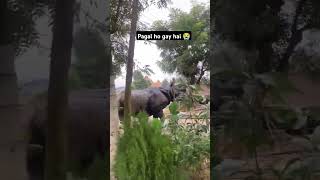 What for end 🥹😭 #animals #elephant #latestnews #youtubeshorts