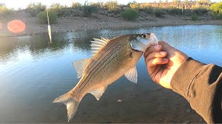 White Bass SMACKDOWN! (one after another)