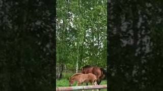 #animals #animallover #animal #2023 #poland #shorts #shortvideo #shortsvideo #zoo #2024