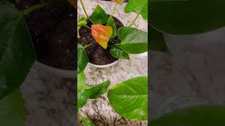 #anthurium #indoor #floweringplants   Potted and waiting for red flowers