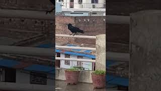 #crow #sounds