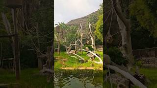 Monkey dance 🐒 #travel #experience #nature #animals #water #sunnyday