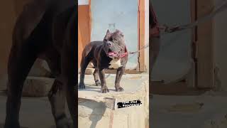 Daku open stud #ghawarvlogz #shorts #americanbully