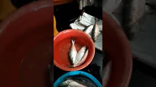 ইলিশের কাটায় ব্যস্ত বাসার সবাই।। #shorts #shortsvideo #viralshorts #viralvideo #bangladesh #hilsa