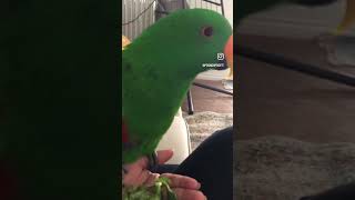 Adorable Eclectus Parrot Eating Celery | #birdfood #birdcare #parrotvideo