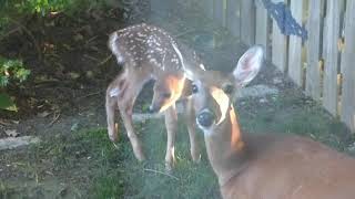 And Now the 2020 Backyard newborn Fawn Story