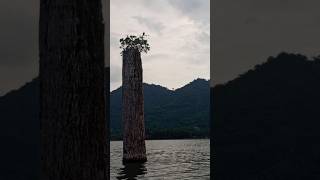 The Oldest Tree Inside The Lake Bosomtwe. SUBSCRIBE FOR MORE DISCOVERIES #LakeBosomtwe #GhanaTourism