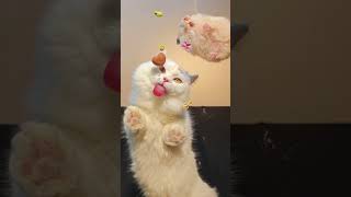 Cat enjoys a simple breakfast. #cat #catvideos #cute #catlover #funnycat #mycat #kitten #cutekitty