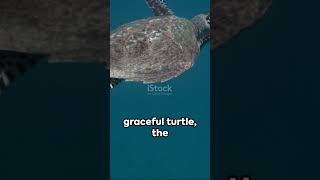 invideo ai 1080 Sea Wonders  Top 5 Sea Animals 2024 01 13