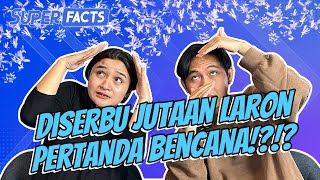 PERTANDA BENCANA ALAM⁉️ GEGER MAGELANG DISERBU JUTAAN LARON‼️