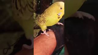 #cockatiel #cockatielsinging #birds #cockatielsing #parrot #pets #cockatielsound #cute