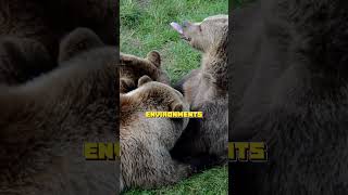 Facts About Bear Part 2  #facts #creaturesfacts #interestingfacts