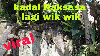 kadal raksasa/Binyawak lagi wik wik