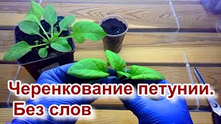 Черенкование петунии. Без слов