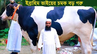 ইব্রাহিম ভাইয়ের চমক বড় গরু কম দামে নিতে পারেন dairy farm