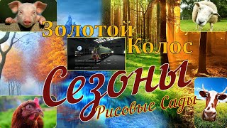 Farming Simulator 19. ФС 19. ЗОЛОТОЙ КОЛОС ! № 1 Осень.