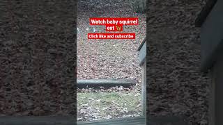 Watch baby squirrel eat 🐿 #shorts #squirrel #animals #youtubeshorts