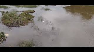 Egret in Ulhas river