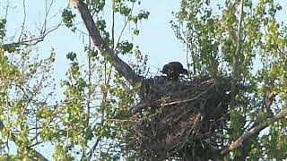 April 21 six weeks old NuLou demonstrates Eagle Hygene