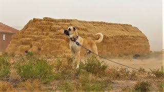 FITRINAYA KARŞI DURAN TÜRK ASLANLARI ( KANGAL, MALAKLI, ANADOLU ÇOBAN KÖPEĞİ, AKBAŞ, ZERDEVA )