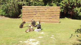 Bear and Vito Work Side By Side - Board and Train