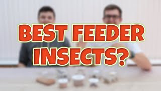 What is the best feeder insect? | Comparison