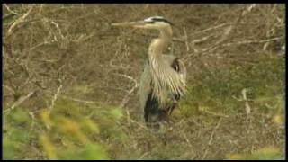 Green Island a Paradise of Birds