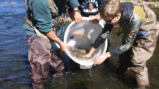 A Young Angler Helps Stock The Stretch