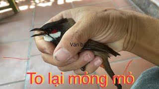 Anh em đưa đi b.ẫ.y - và chú bổi to mỏng mỏ