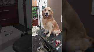 gen05 grooming FULL SERVICE GOLDEN RETRIEVER 3 HRS