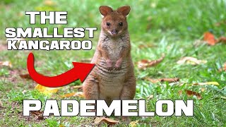 The Smallest Kangaroo - Pademelon - Animal a Day