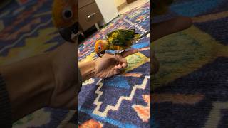 Baby Sun Conure Step Up Training ✨✨#sunconure #conure #baby #stepup #training #shorts