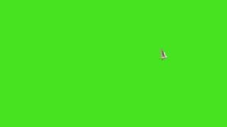 Dove Flying Green Screen Video 2| Dove birds Flying effects HD No copyright | chroma key dove pigeon