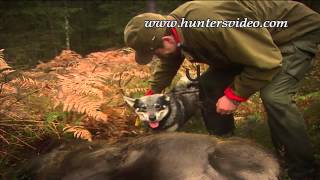 Schwedische Jagd mit Hund - Hunters Video