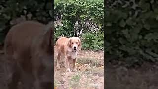 Сегодня дождь. Девка моя❤️😘🥰🐶