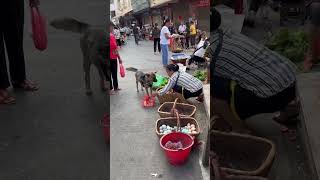 A beautifuf moment #9   #shorts , Dog goes to market